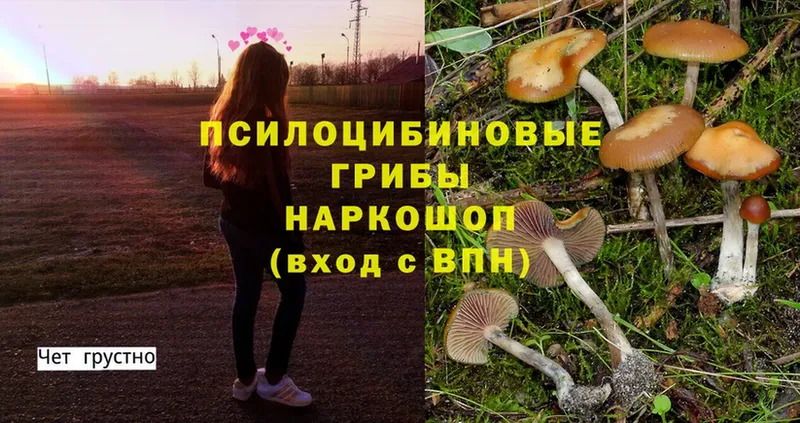 Галлюциногенные грибы Psilocybe  гидра зеркало  Курск 